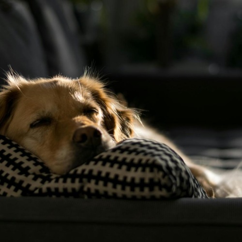 a dog sleeping on a couch