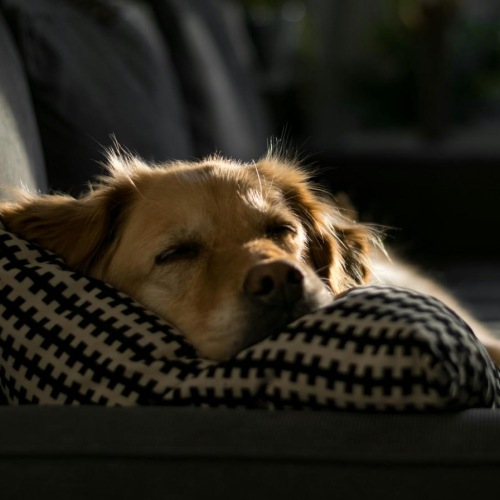 a puppy sleeping on a sofa