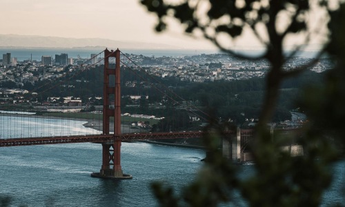 a tree with white flowers in front of a large bridge
