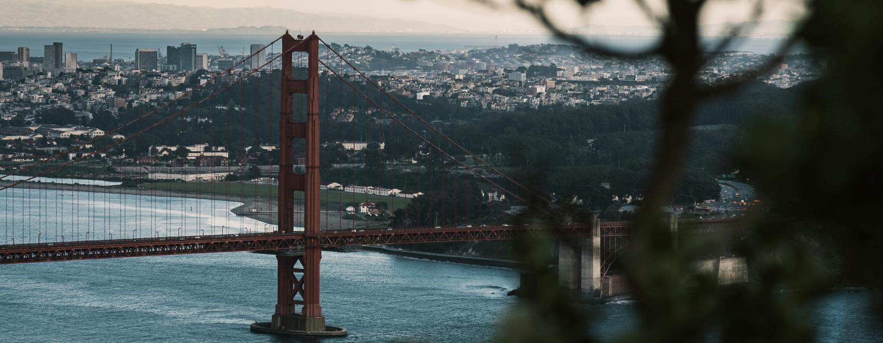a tree with white flowers in front of a large bridge