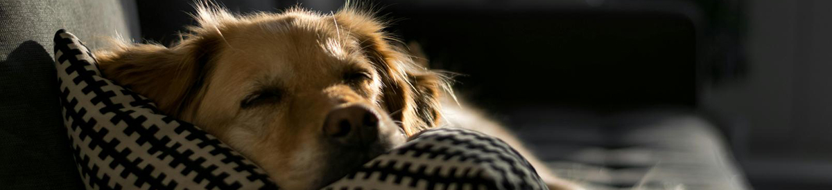 dog laying on a couch